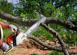 Best Lawn Renovation and Restoration  in Riesel, TX