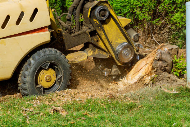 Trusted Riesel, TX Tree Services Experts