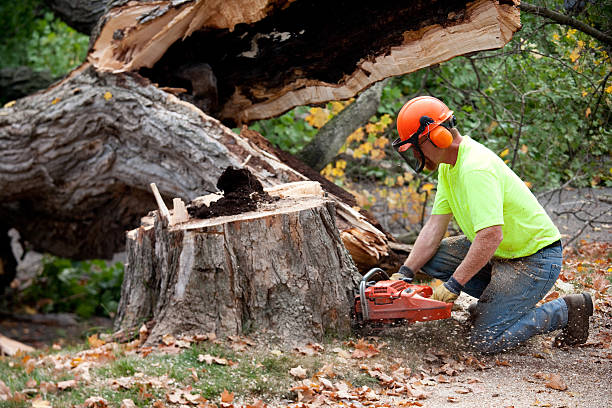 Best Hazardous Tree Removal  in Riesel, TX