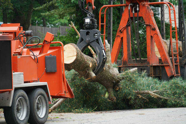 Best Utility Line Clearance  in Riesel, TX