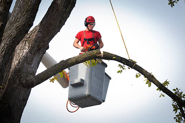 Best Firewood Processing and Delivery  in Riesel, TX