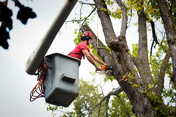 Best Tree Maintenance Programs  in Riesel, TX
