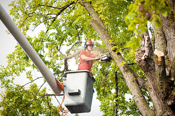 Best Tree Risk Assessment  in Riesel, TX