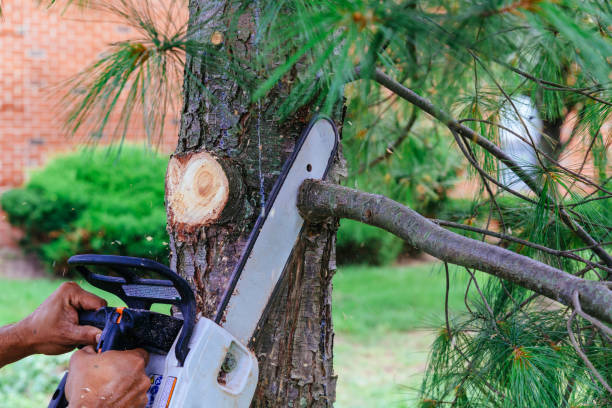 Best Root Management and Removal  in Riesel, TX