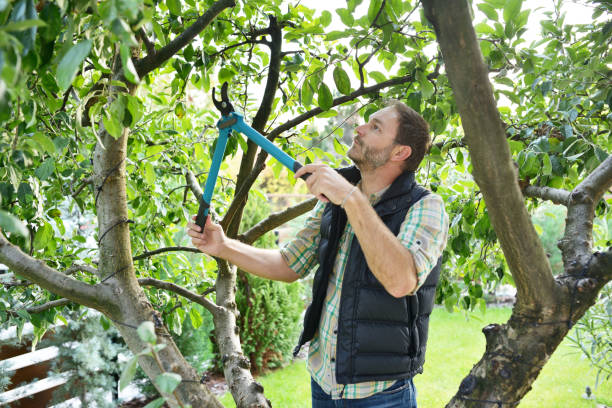 Best Tree Disease Treatment  in Riesel, TX